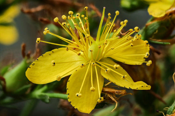 St. John's Wort (100mg)