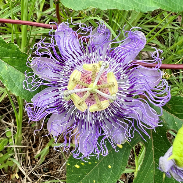 Passion Flower (500mg)